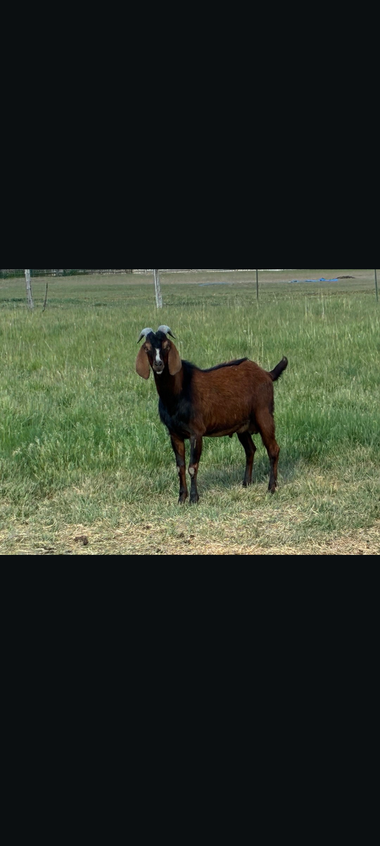 Billy goat for sale