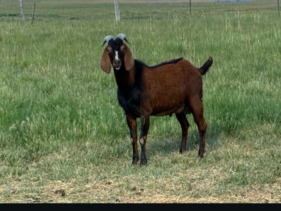 Billy goat for sale