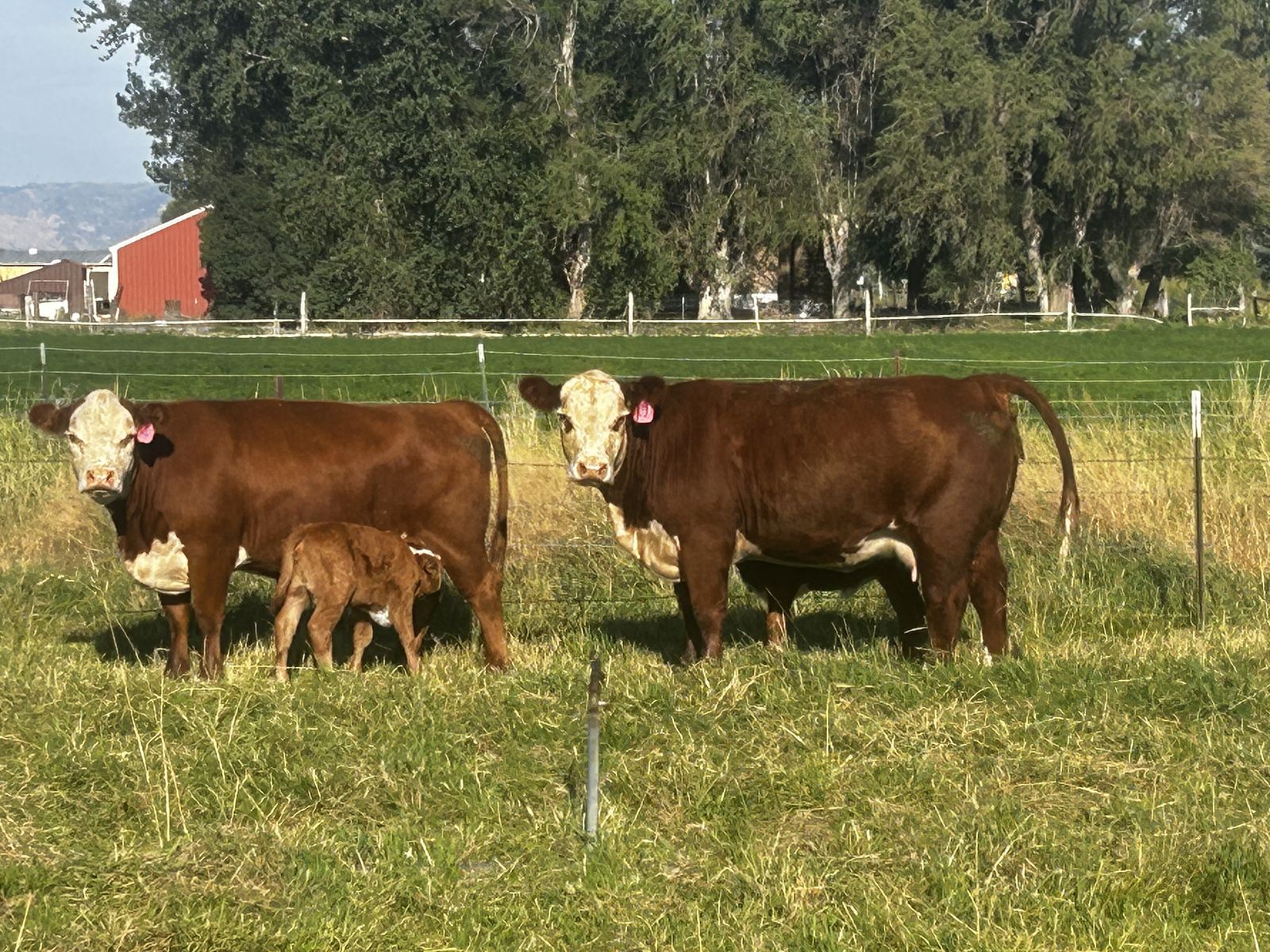 Hereford pairs 