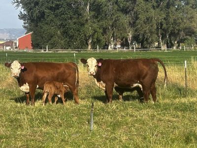 Hereford pairs