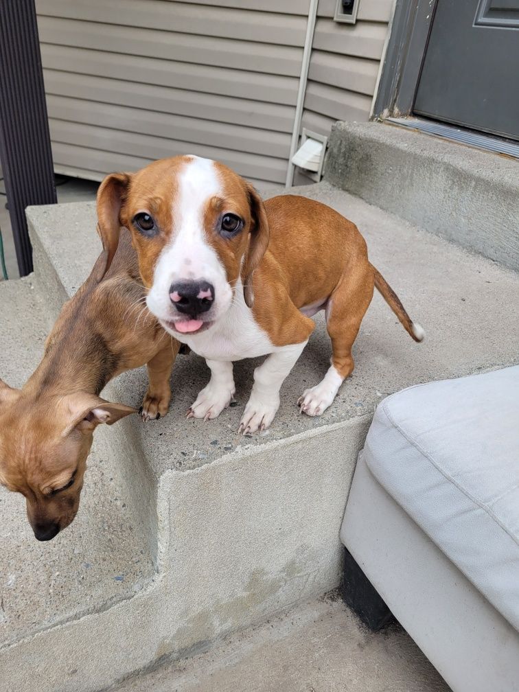Dachshund puppies