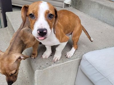 Dachshund puppies