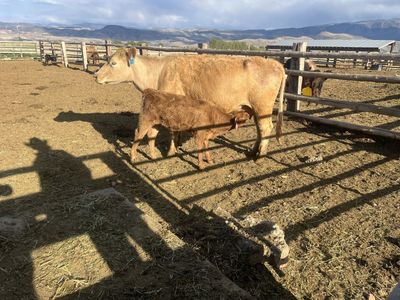 Charolais cross pair