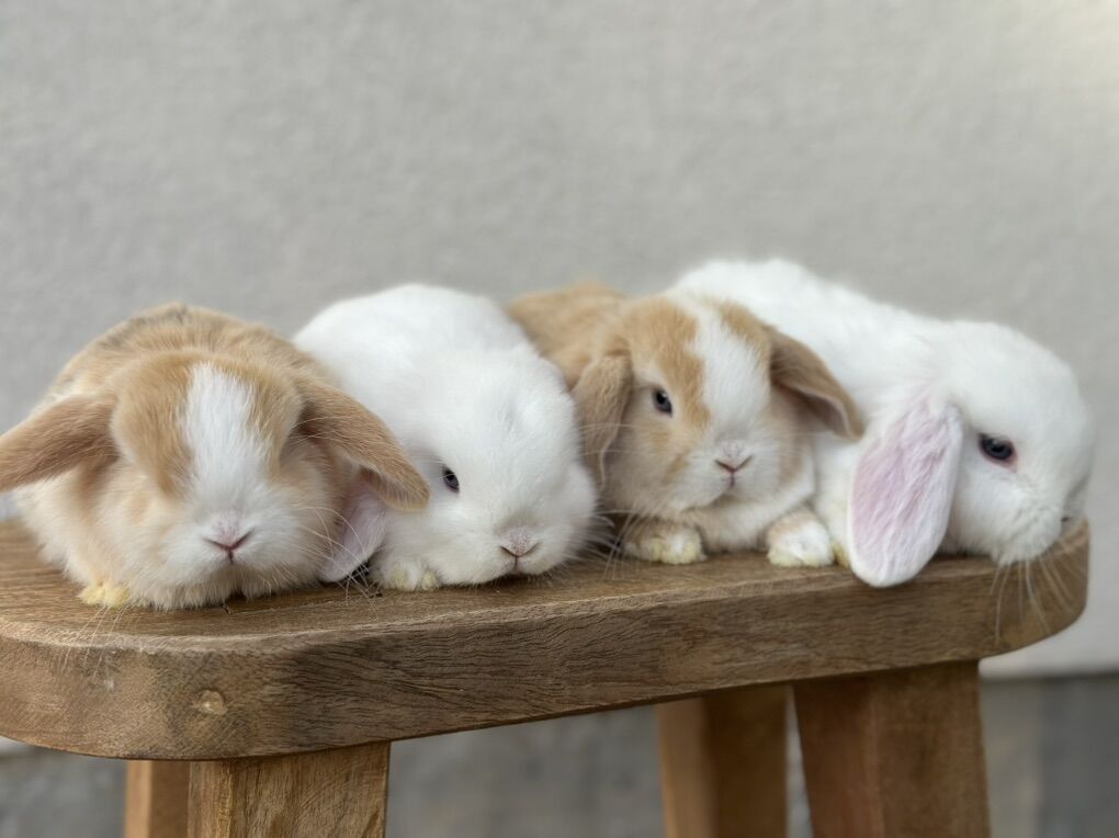 1 White left! Holland Lop Female Bunnies