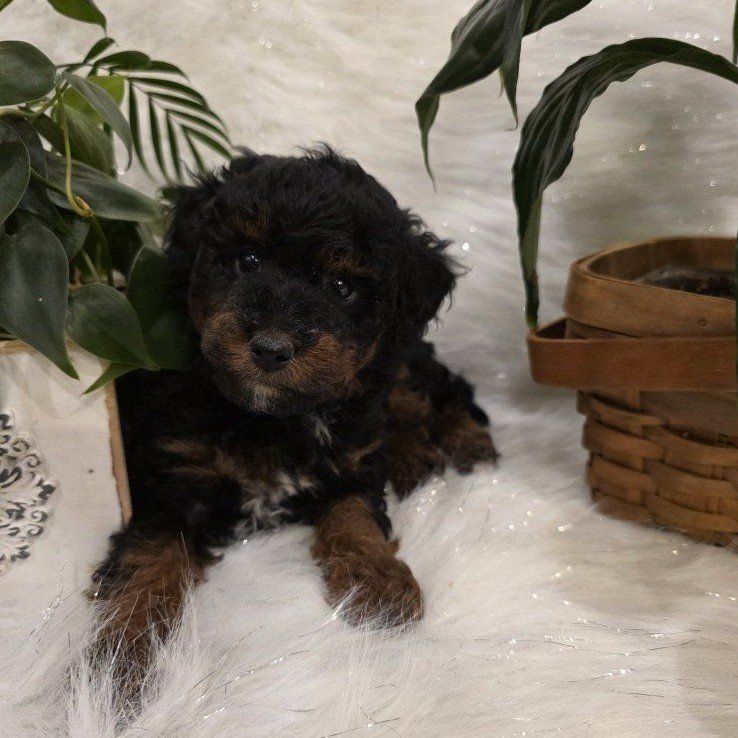 AKC Phantom Male Toy Poodle