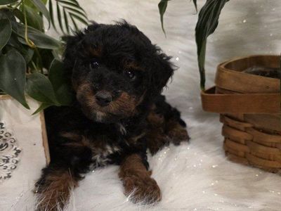 AKC Phantom Male Toy Poodle