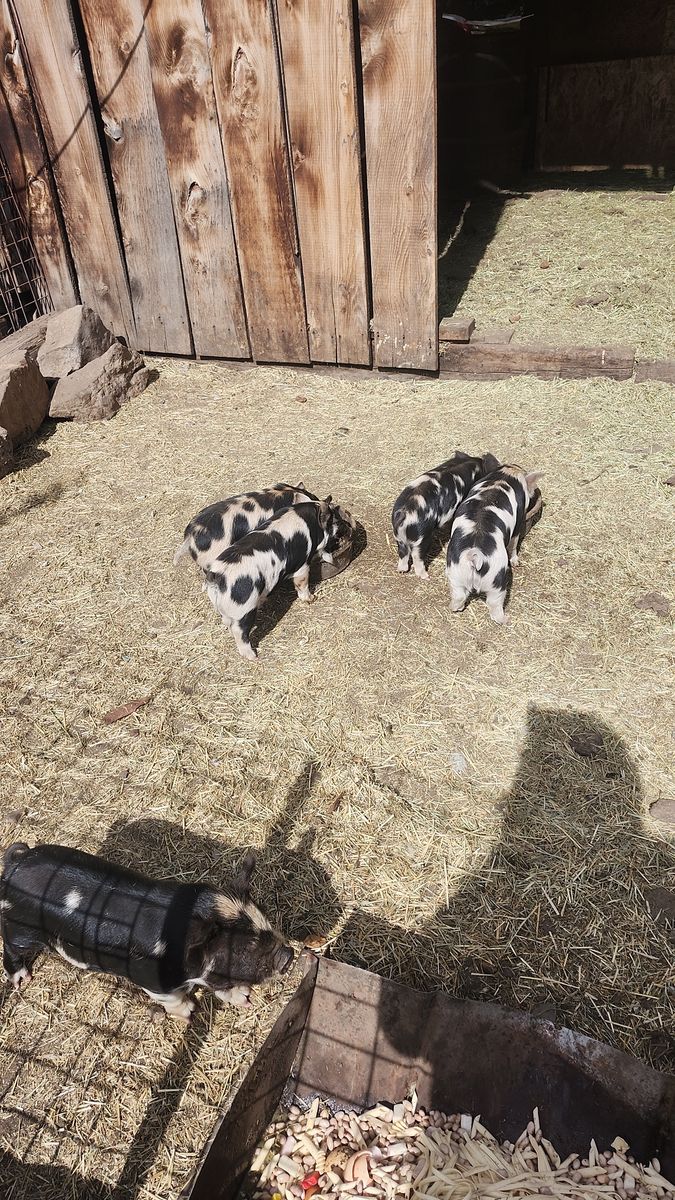 Kunekune Piglets