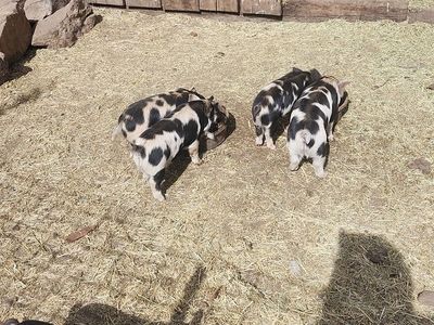 Kunekune Piglets