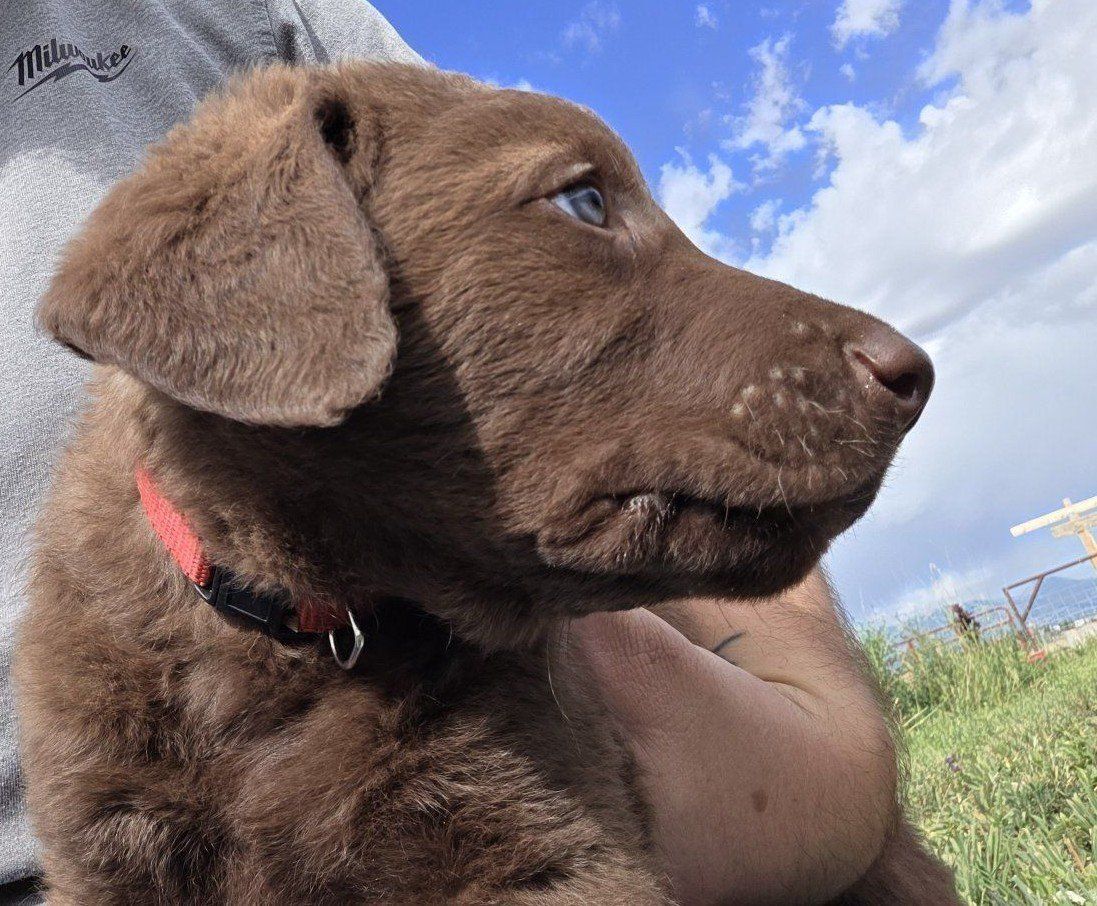 AKC Chesapeake Bay Retriever Puppies - ready for new homes.