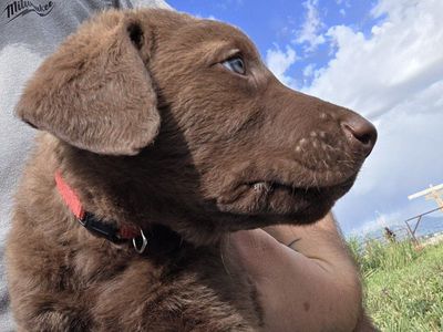 AKC Chesapeake Bay Retriever Puppies - ready for new homes.