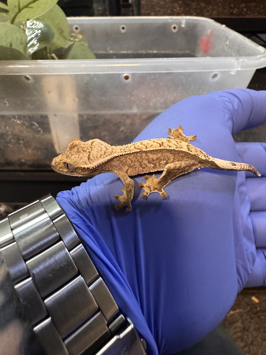 Crested gecko baby