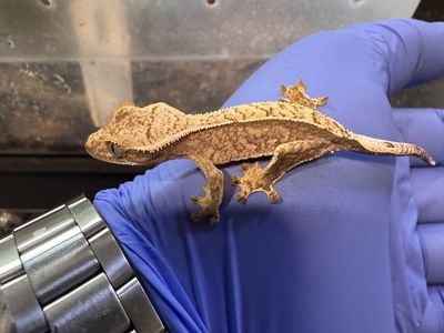 Crested gecko baby