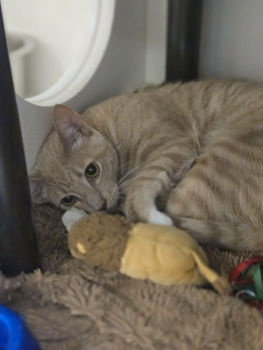 A164950 Stanley is Available for Adoption!