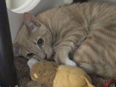 A164950 Stanley is Available for Adoption!