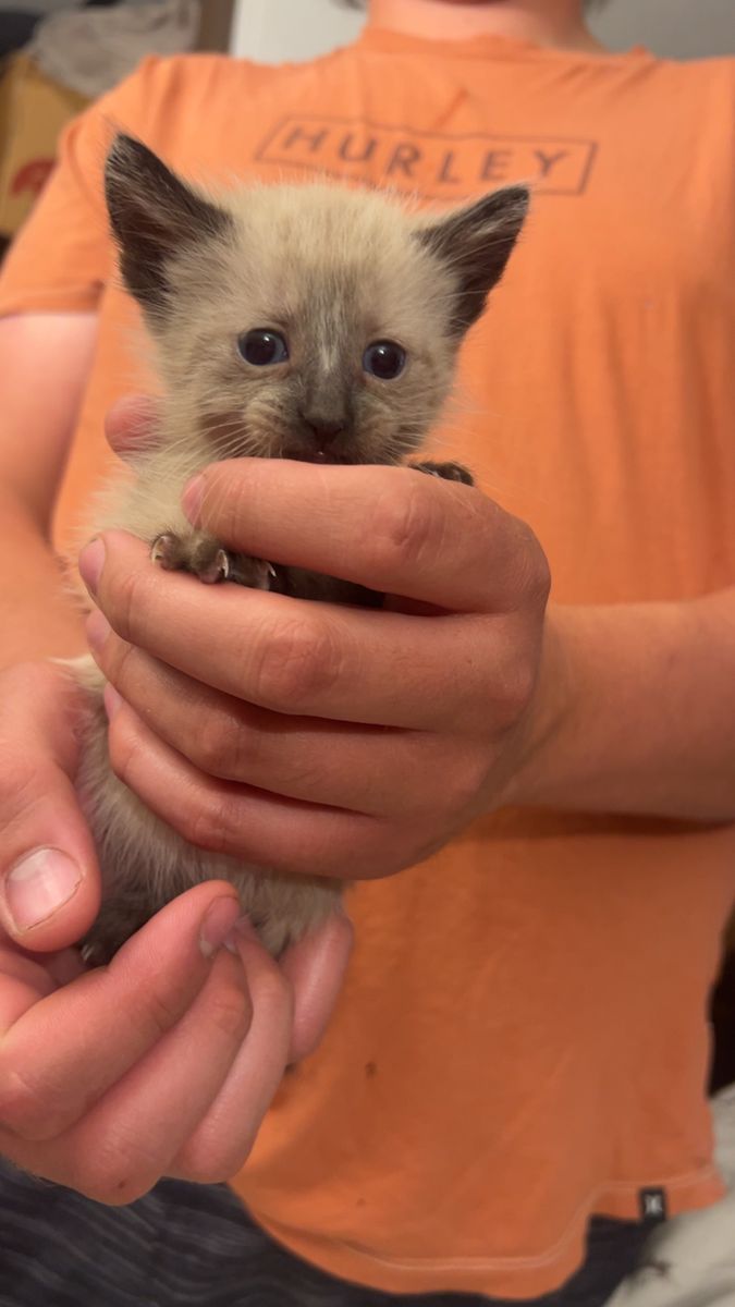 Male Siamese Kitten