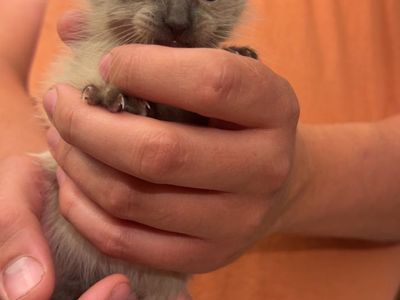 Male Siamese Kitten