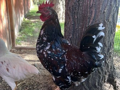 Free Rooster