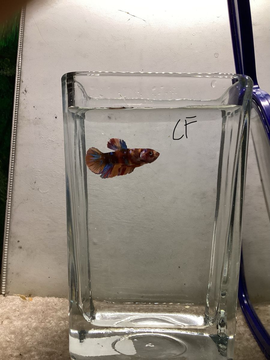 Male Koi Plakat betta