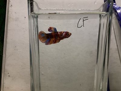 Male Koi Plakat betta