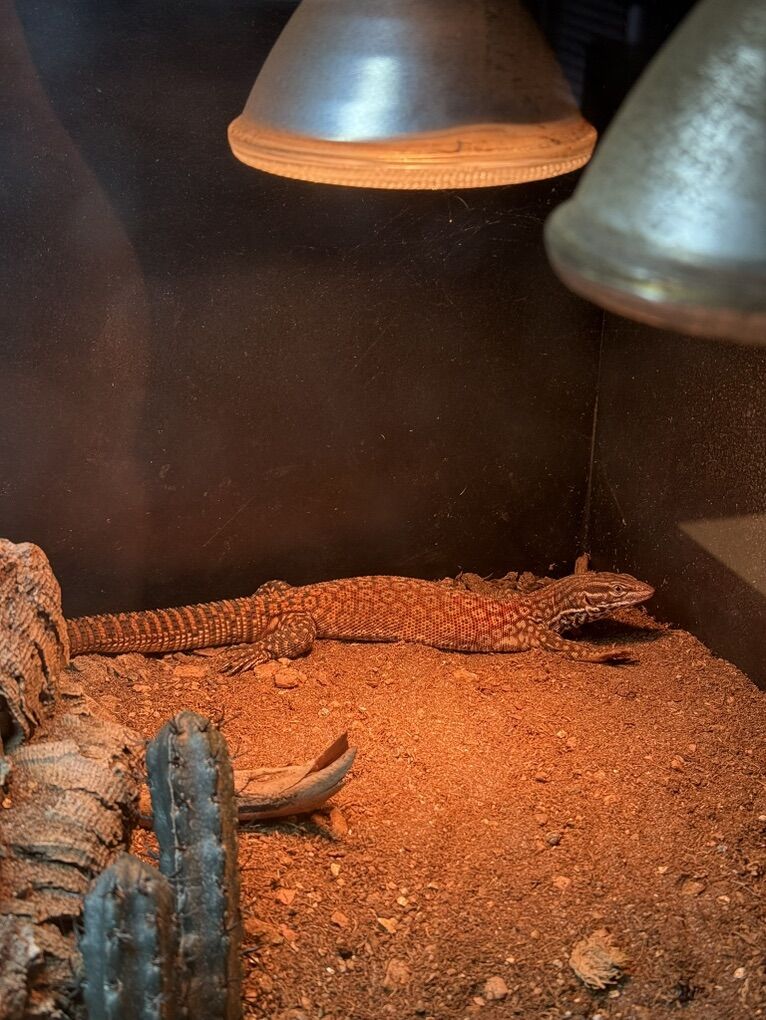 Ackie Moniter Lizard - Adult