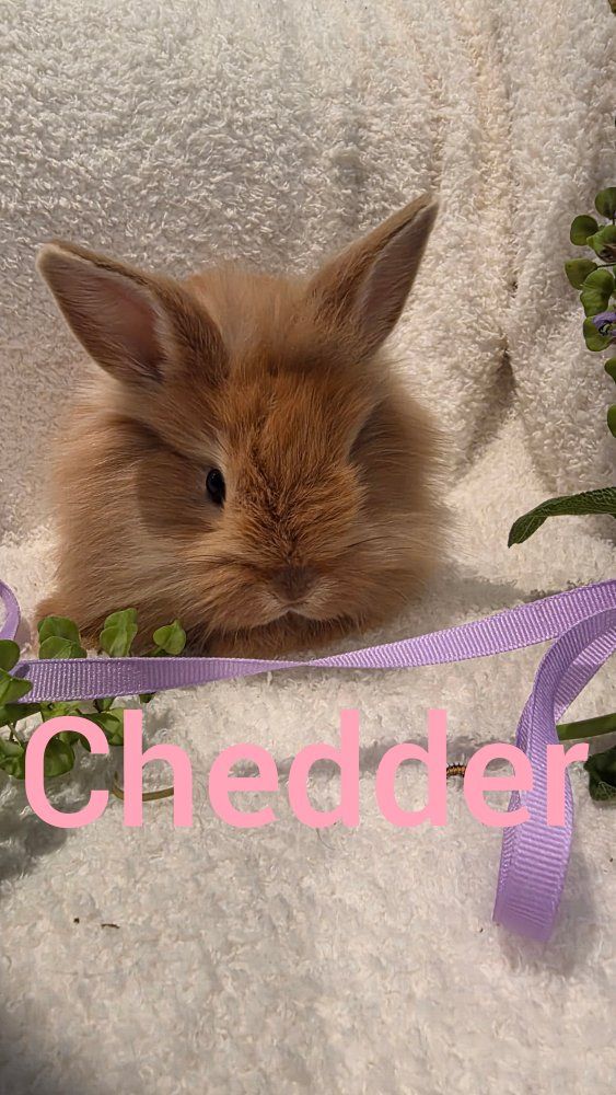 Adorable lionhead dwarf bunny