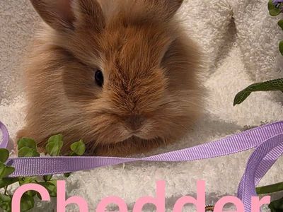 Adorable lionhead dwarf bunny