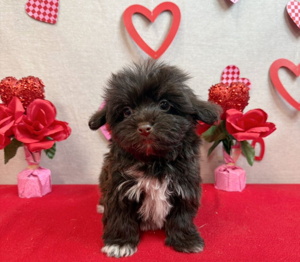 Havanese 12 weeks old