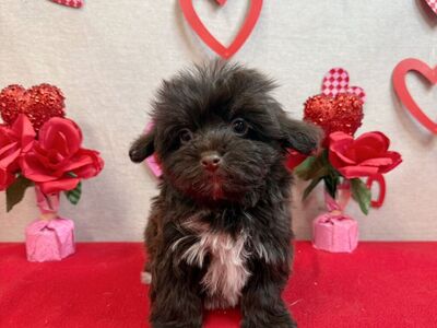 Havanese 12 weeks old