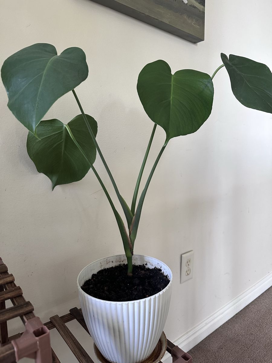 Monstera Deliciosa Plant in White Ribbed Pot - Live Tropical Houseplant