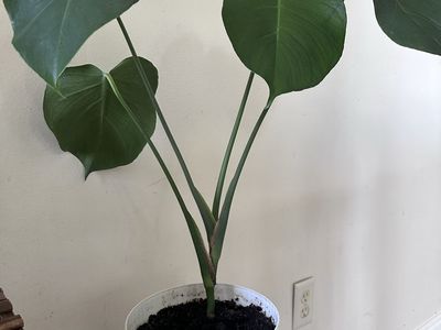 Monstera Deliciosa Plant in White Ribbed Pot - Live Tropical Houseplant