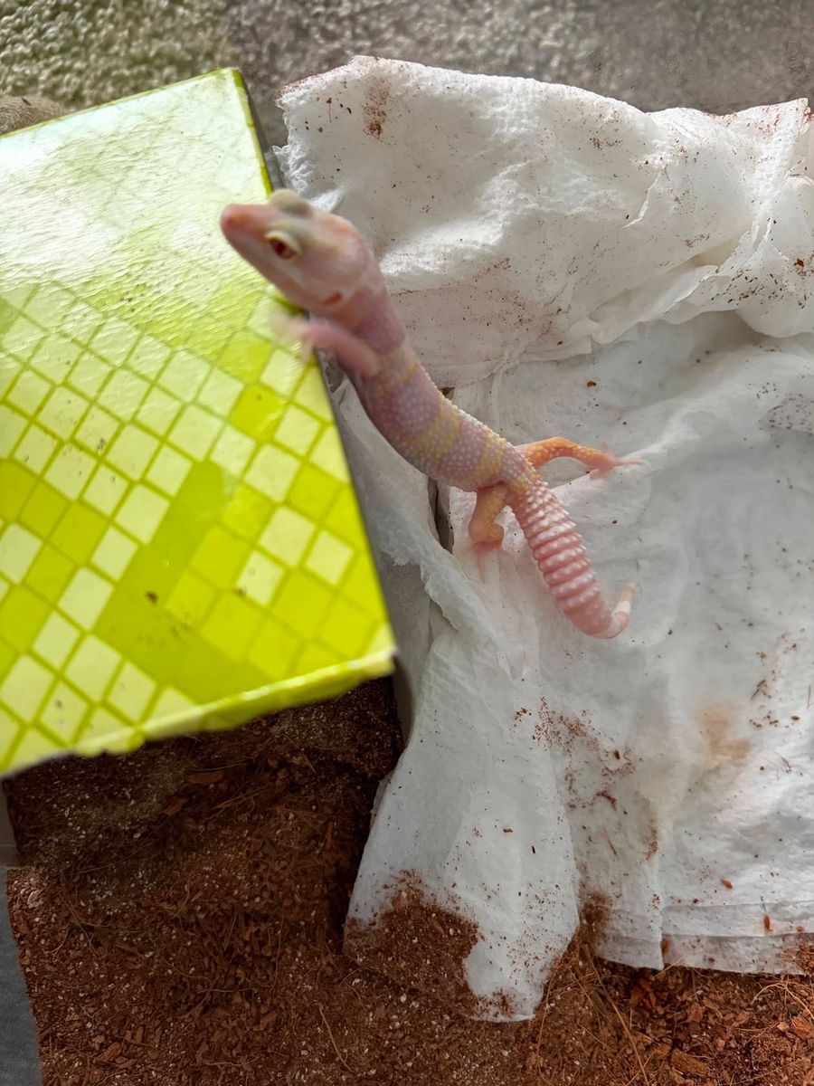 Leopard Gecko Juvenile - Healthy and Active Reptile comes with everything u will need.