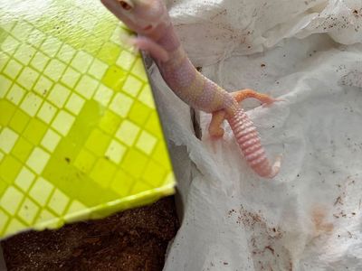 Leopard Gecko Juvenile - Healthy and Active Reptile comes with everything u will need.