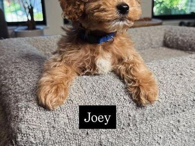 Darling Kennel Trained Mini Goldendoodle Puppies