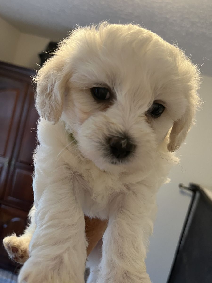 5 BEAUTIFUL White AKC Coton de Tulear Puppies! (Similar to Maltese, Havenese)
