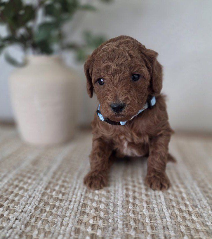 Red AKC Mini Poodles
