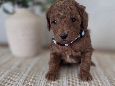 Red AKC Mini Poodles