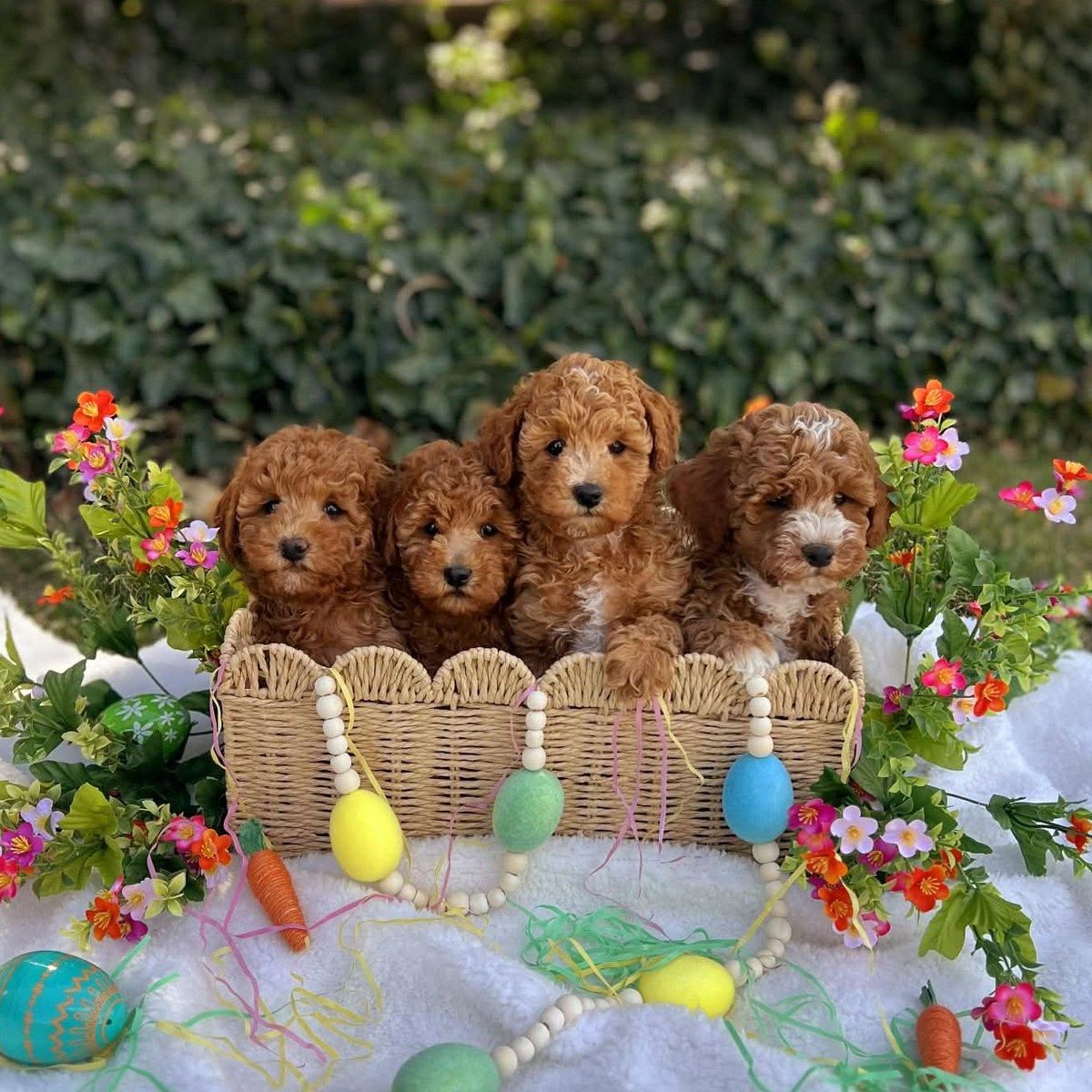Red AKC Mini Poodle Puppies!