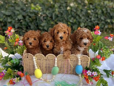 Red AKC Mini Poodle Puppies!