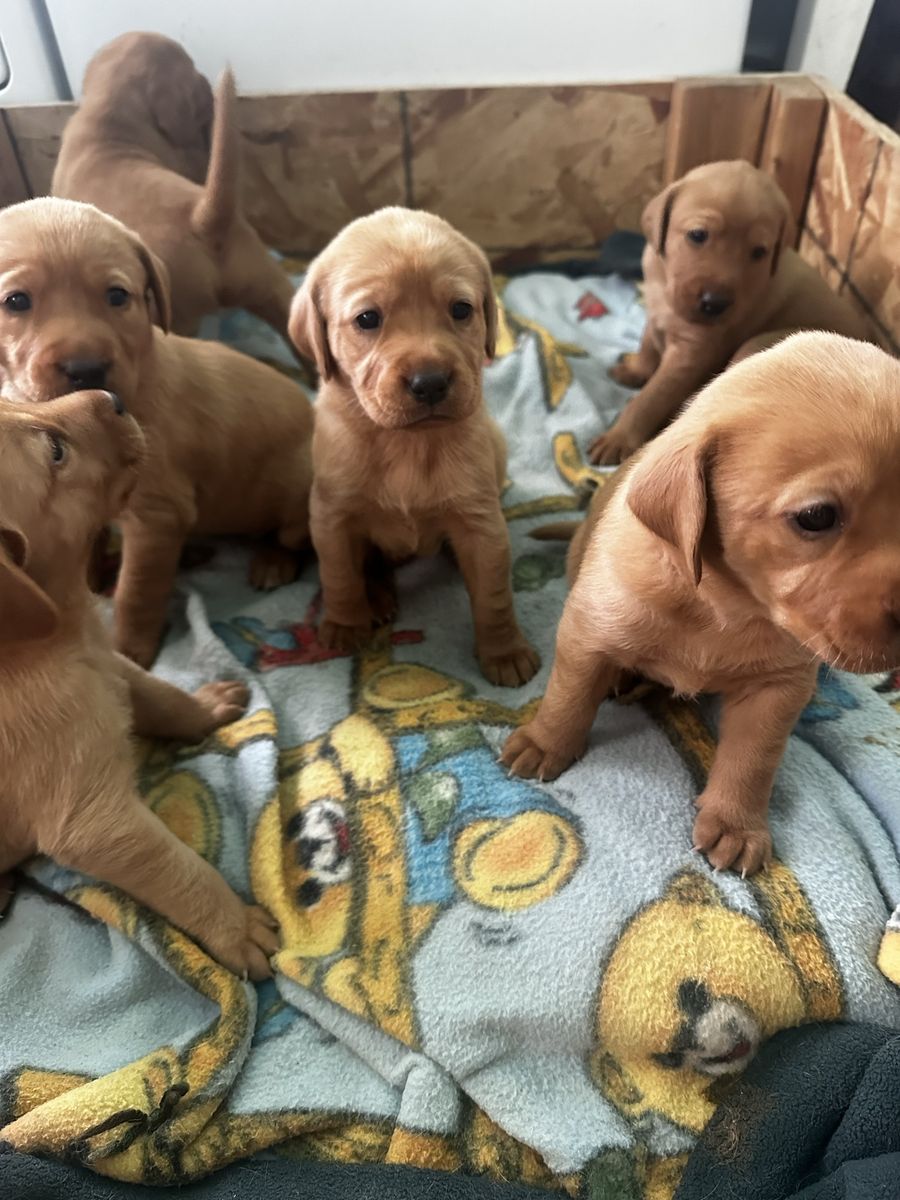 AKC Fox Red Lab  Labrador puppies