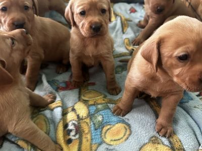 AKC Fox Red Lab Labrador puppies