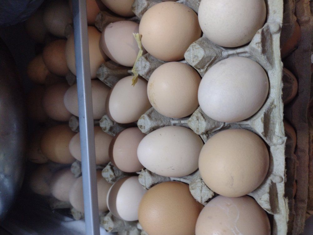 organic eggs magna Utah
