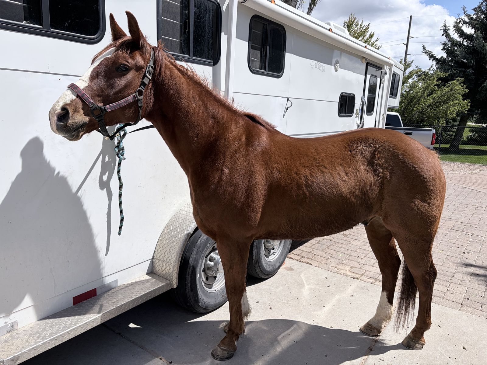 AQHA/APHA GELDING 2016 MODLE