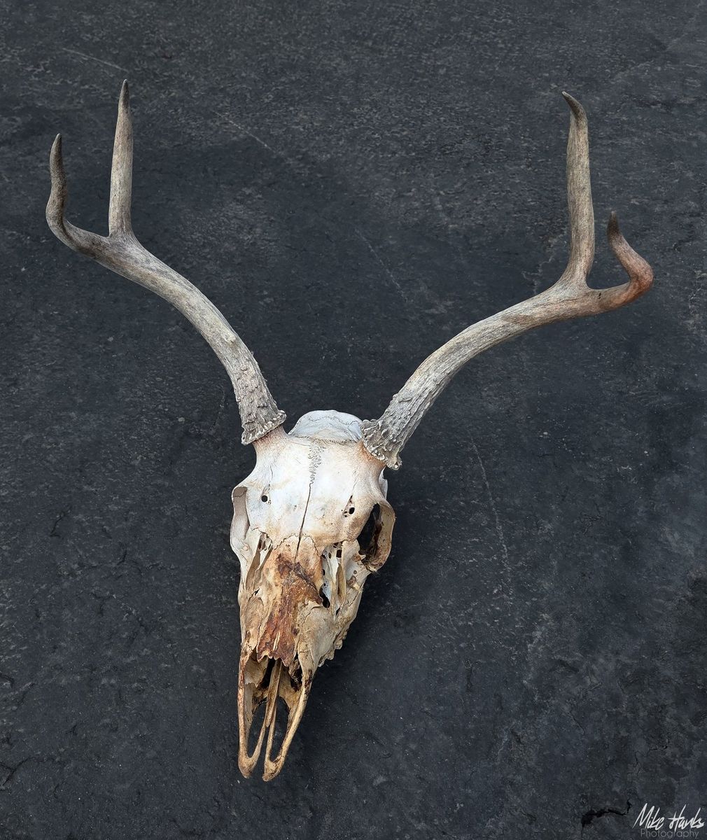 Deer Skull with Antlers