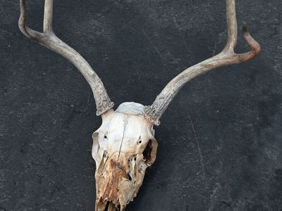 Deer Skull with Antlers