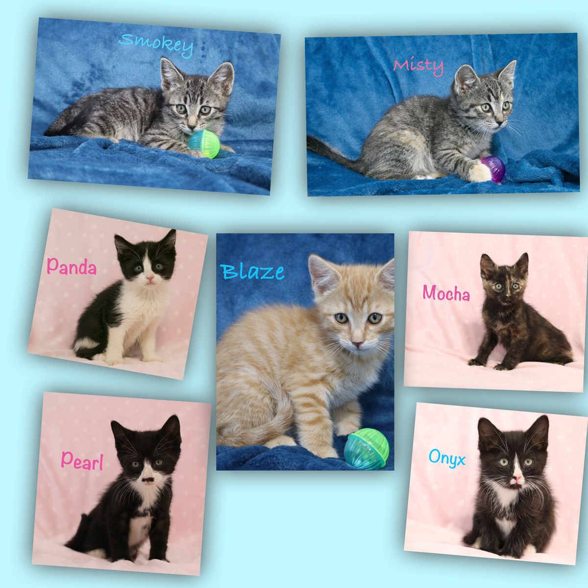 Sweet Playful Kittens- ready for new homes ( can deliver to SLC) 10 & 12 weeks old