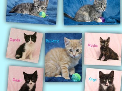 Sweet Playful Kittens- ready for new homes ( can deliver to SLC) 10 & 12 weeks old
