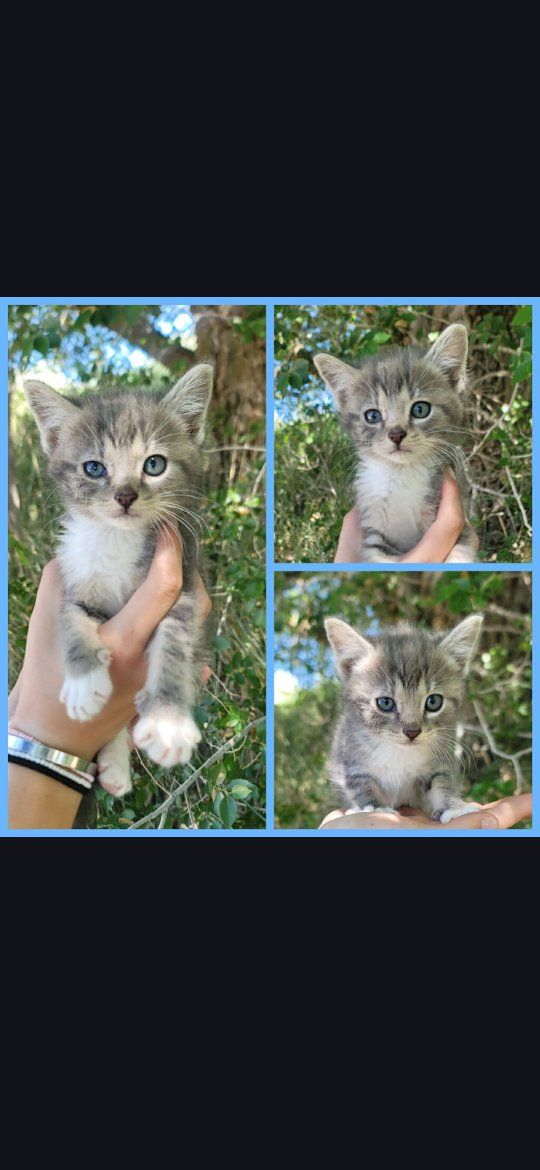 Last Foster Kitten of the Litter