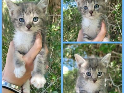 Last Foster Kitten of the Litter