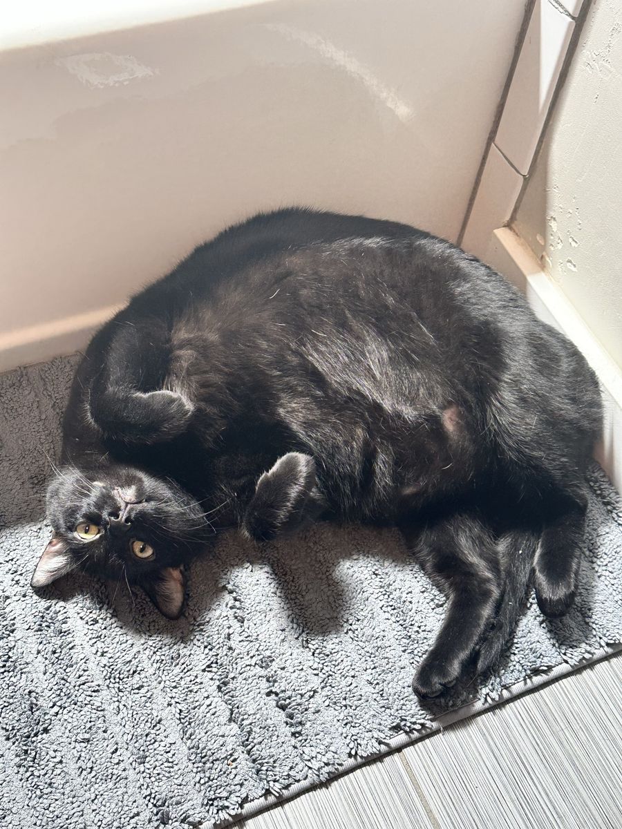 3-year-old neutered male cat