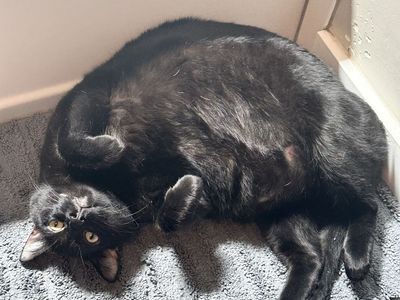 3-year-old neutered male cat